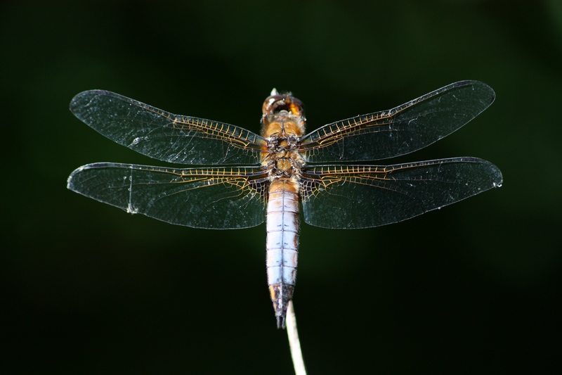 Odonata da ID-confermare